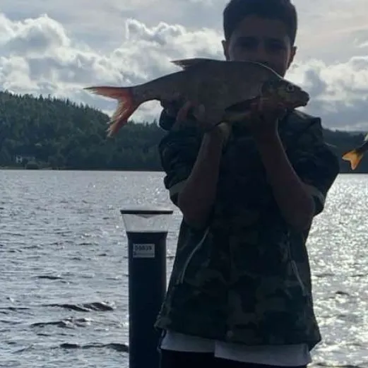 The most recent Common bream catches on Fishbrain