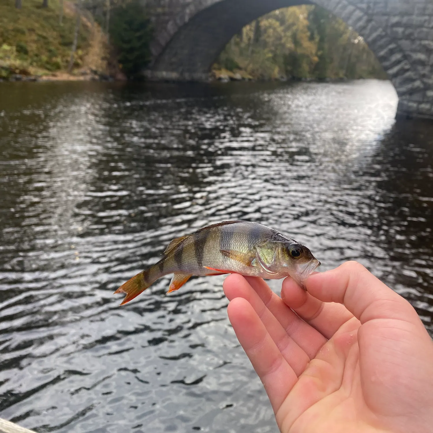European perch caught on Fishbrain
