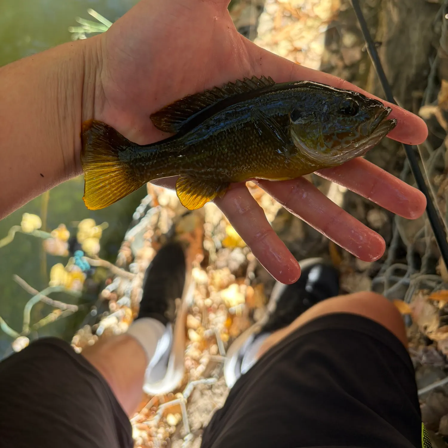 Green sunfish caught on Fishbrain