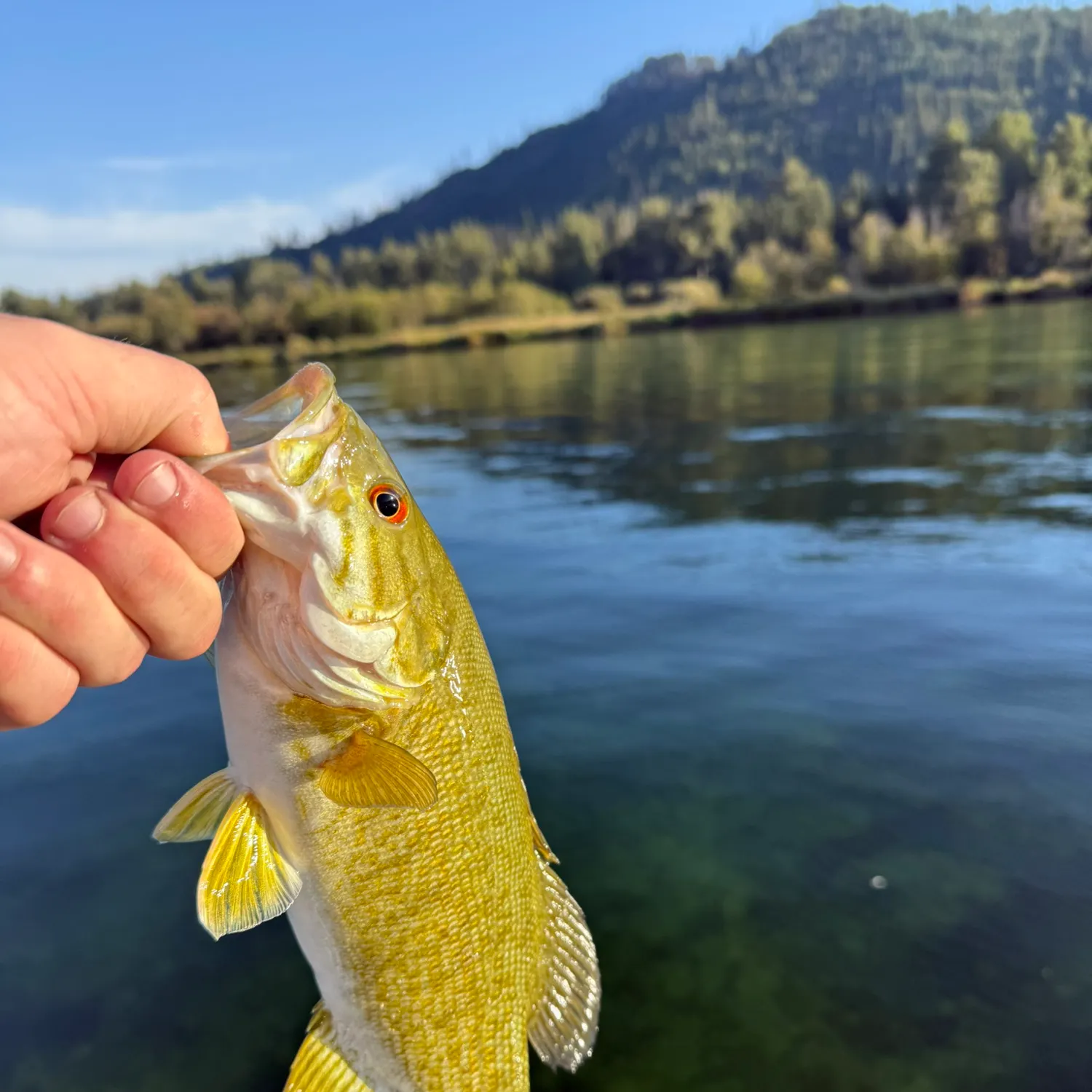 Smallmouth bass caught on Fishbrain