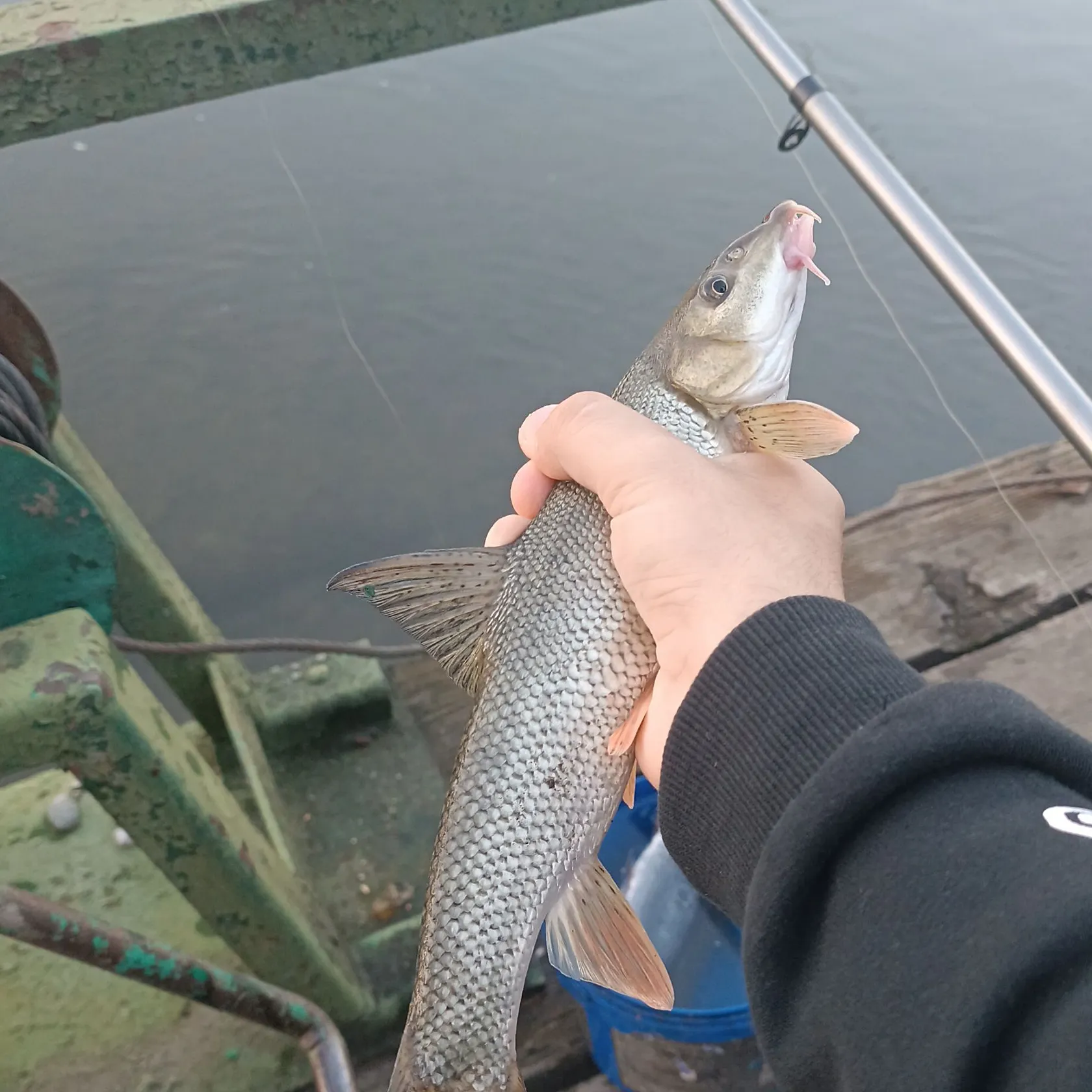 The most recent Common barbel catches on Fishbrain