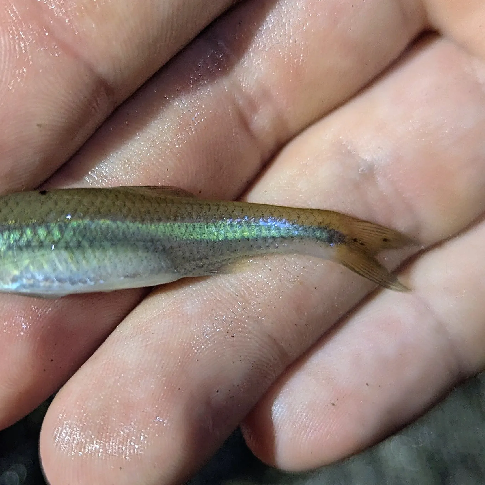 Spotfin shiner caught on Fishbrain