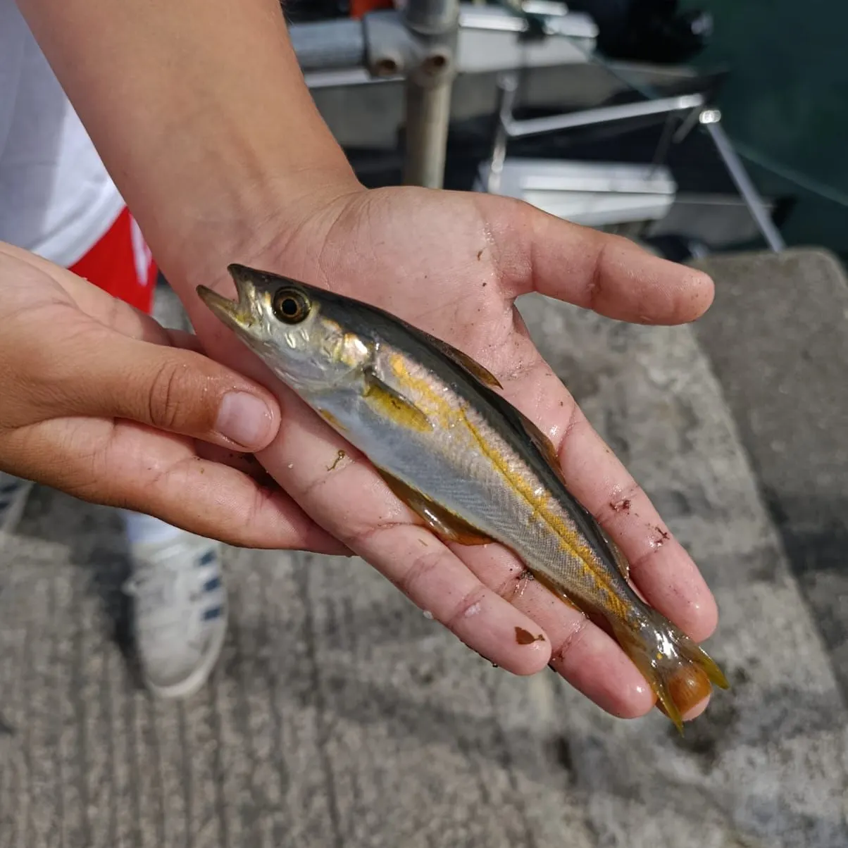 Pollack caught on Fishbrain