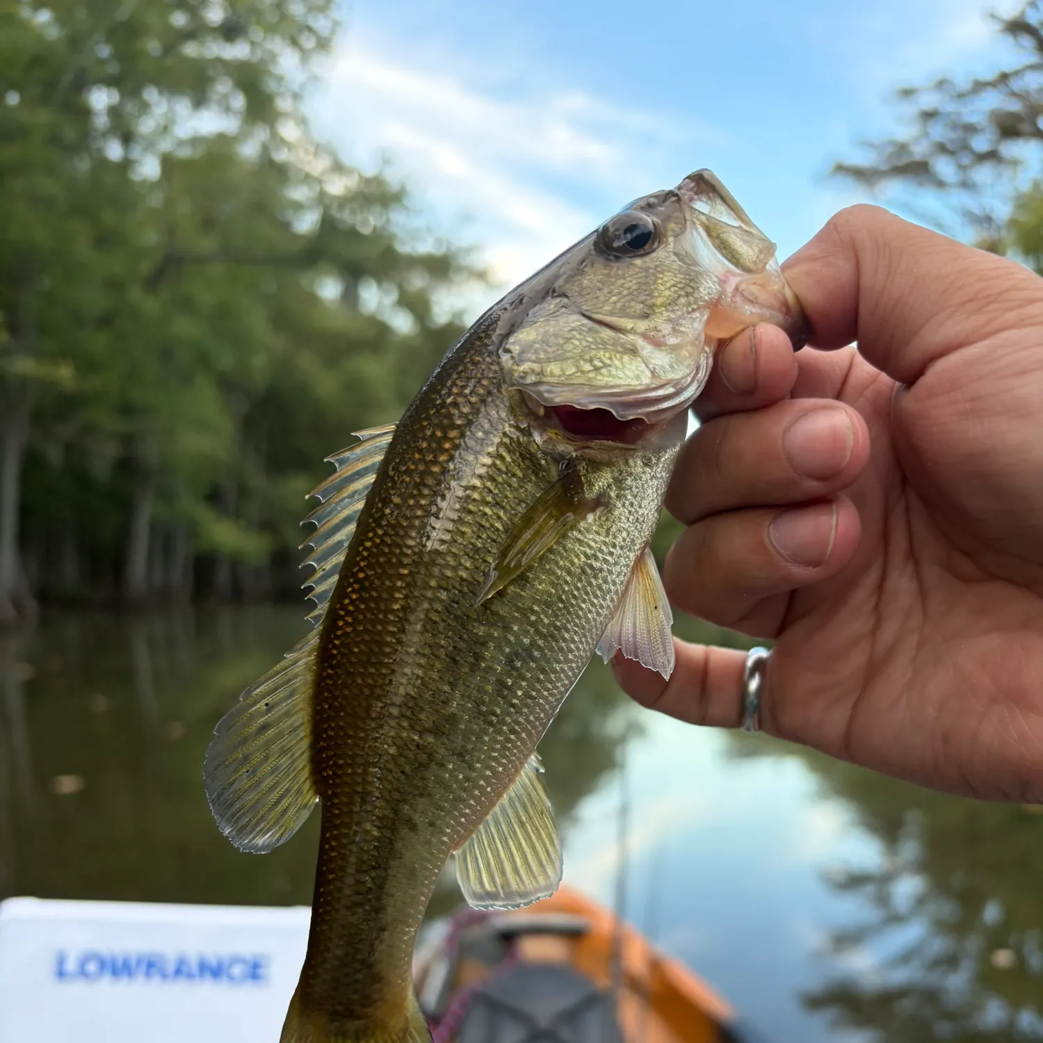 Largemouth bass caught on Fishbrain