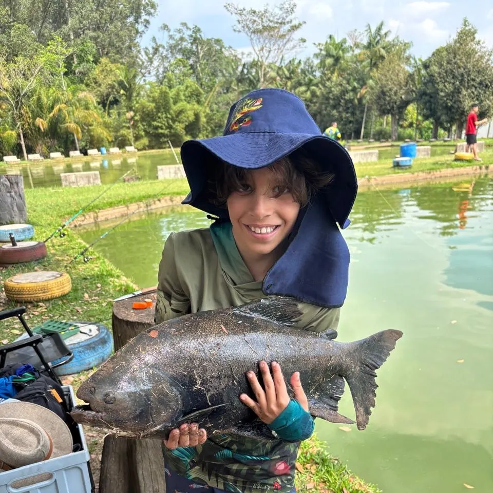 Black pacu caught on Fishbrain
