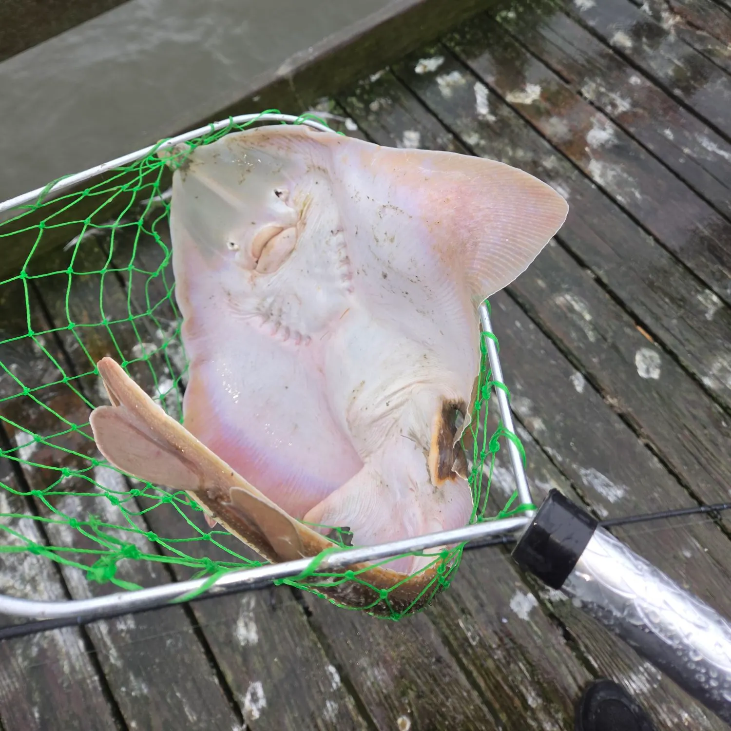 The most recent Atlantic stingray catches on Fishbrain