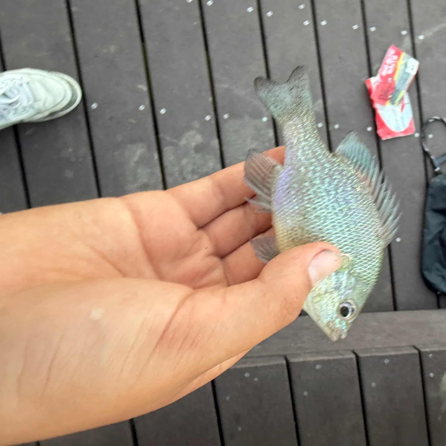 Fish caught on Fishbrain