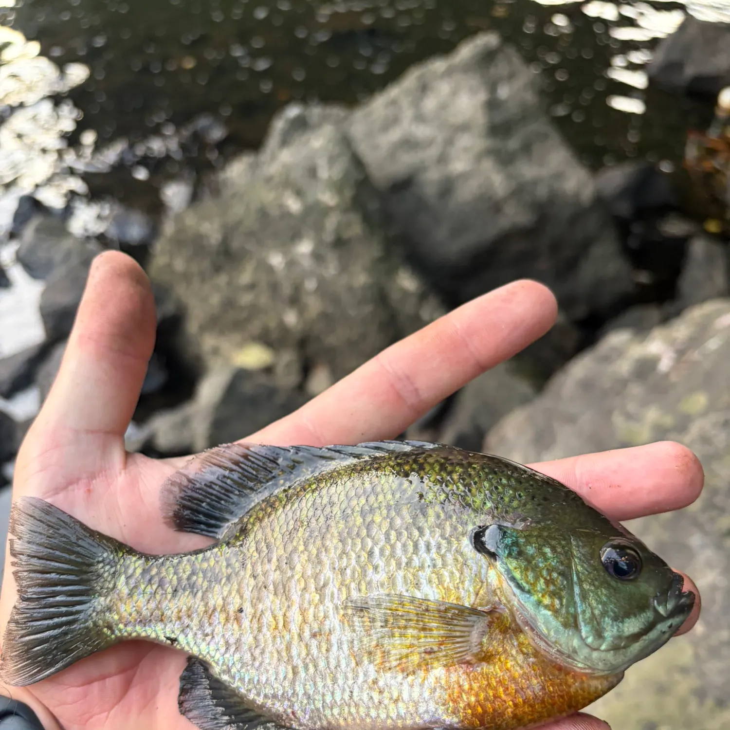 Bluegill caught on Fishbrain