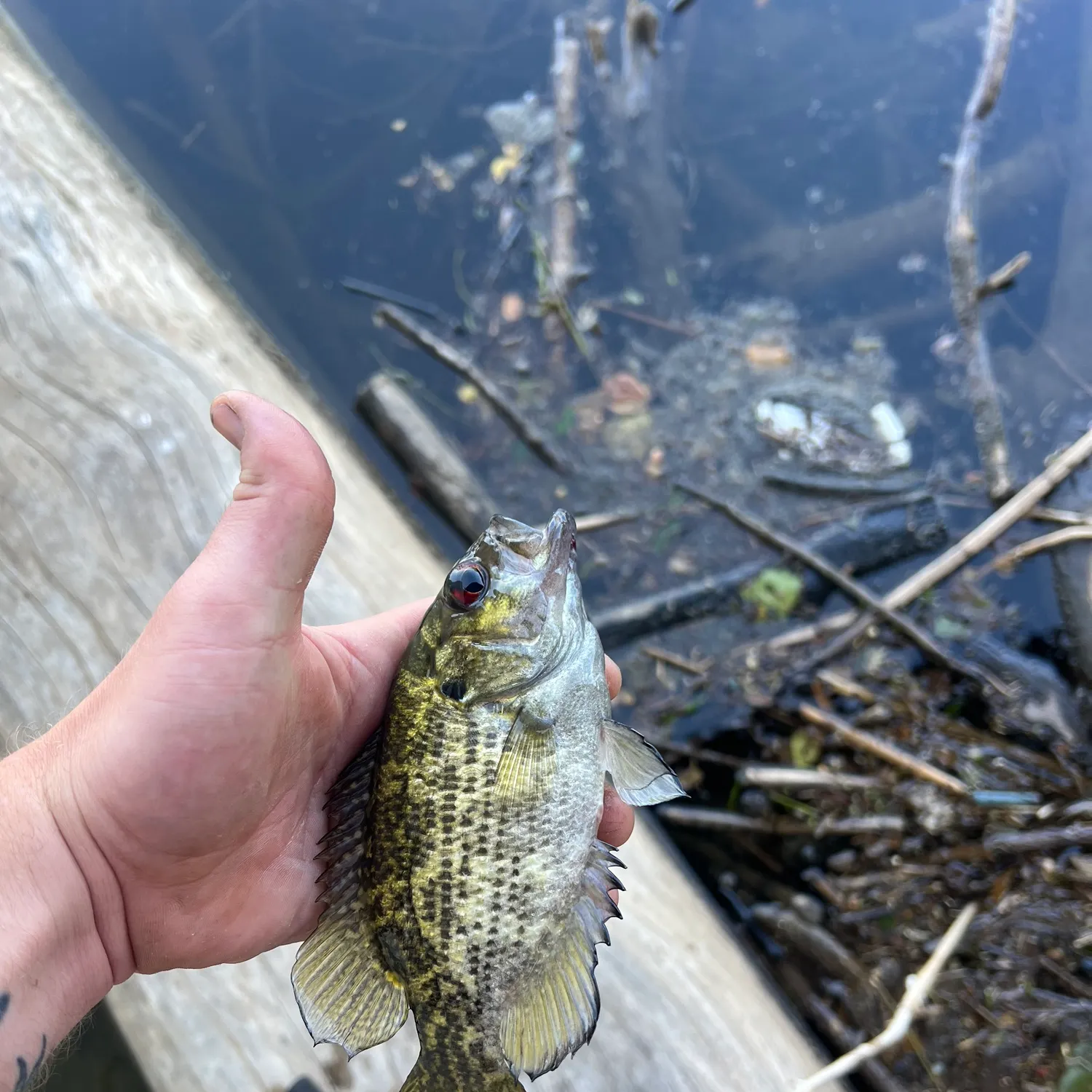 catch