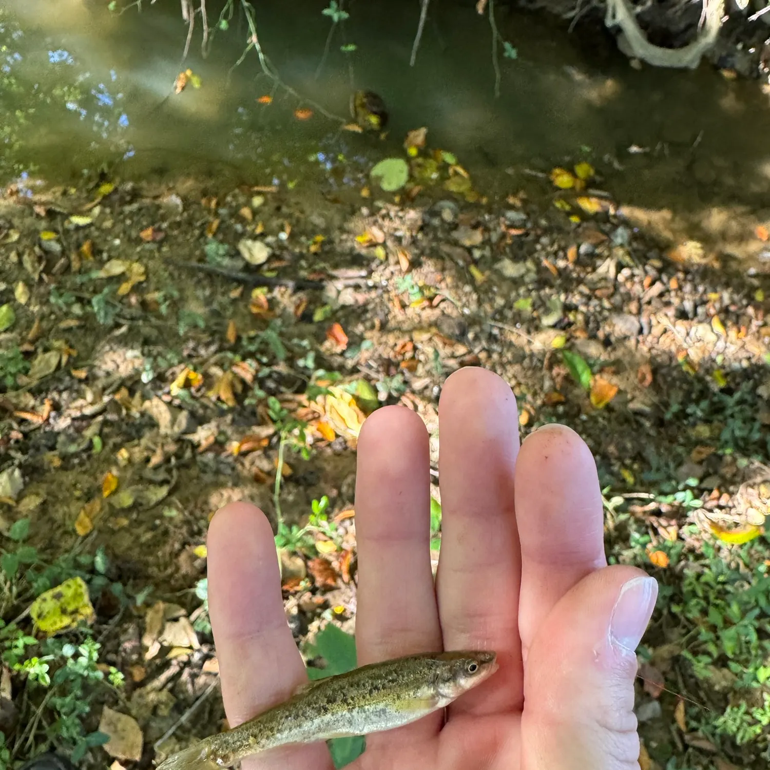 Western blacknose dace caught on Fishbrain