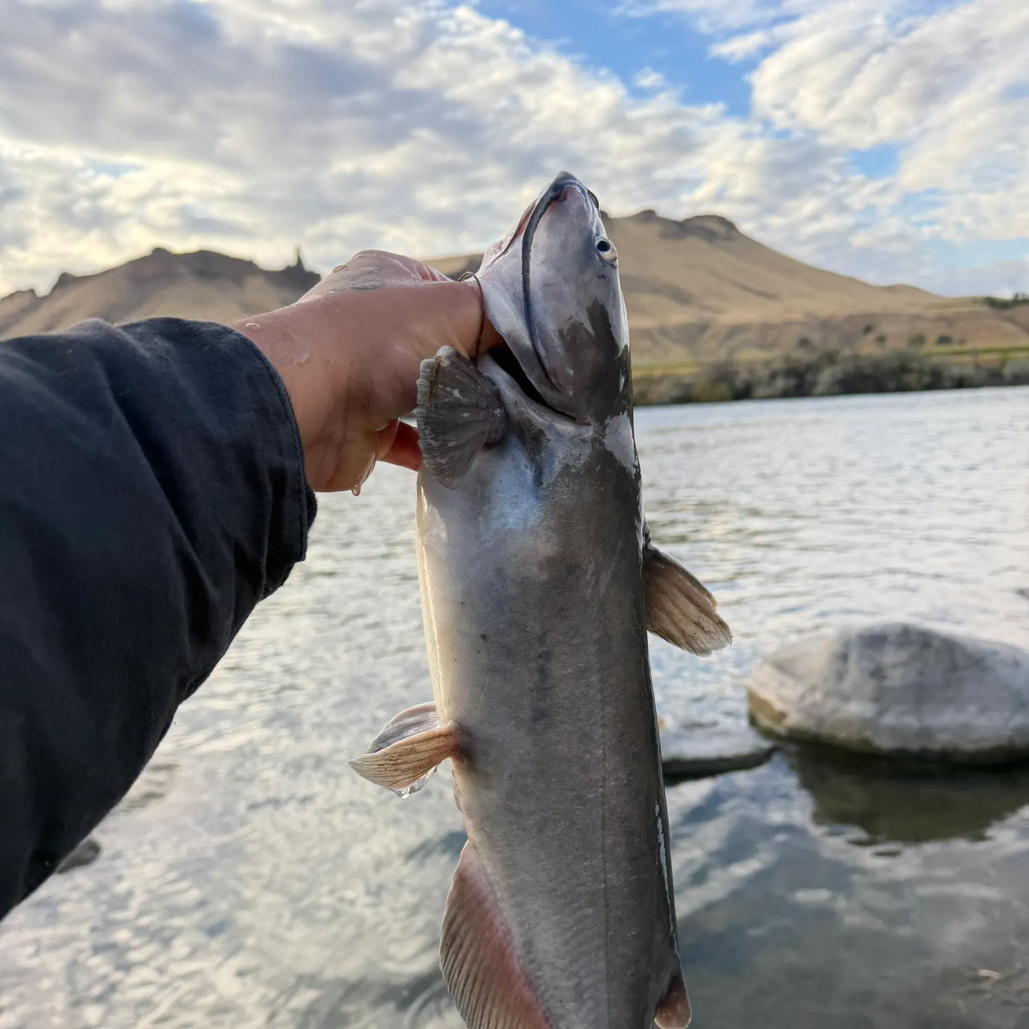 Channel catfish caught on Fishbrain