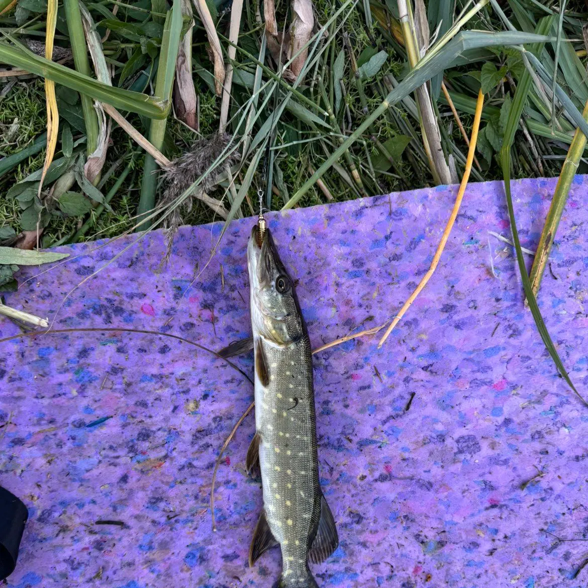 The most recent Northern pike x Chain pickerel catches on Fishbrain