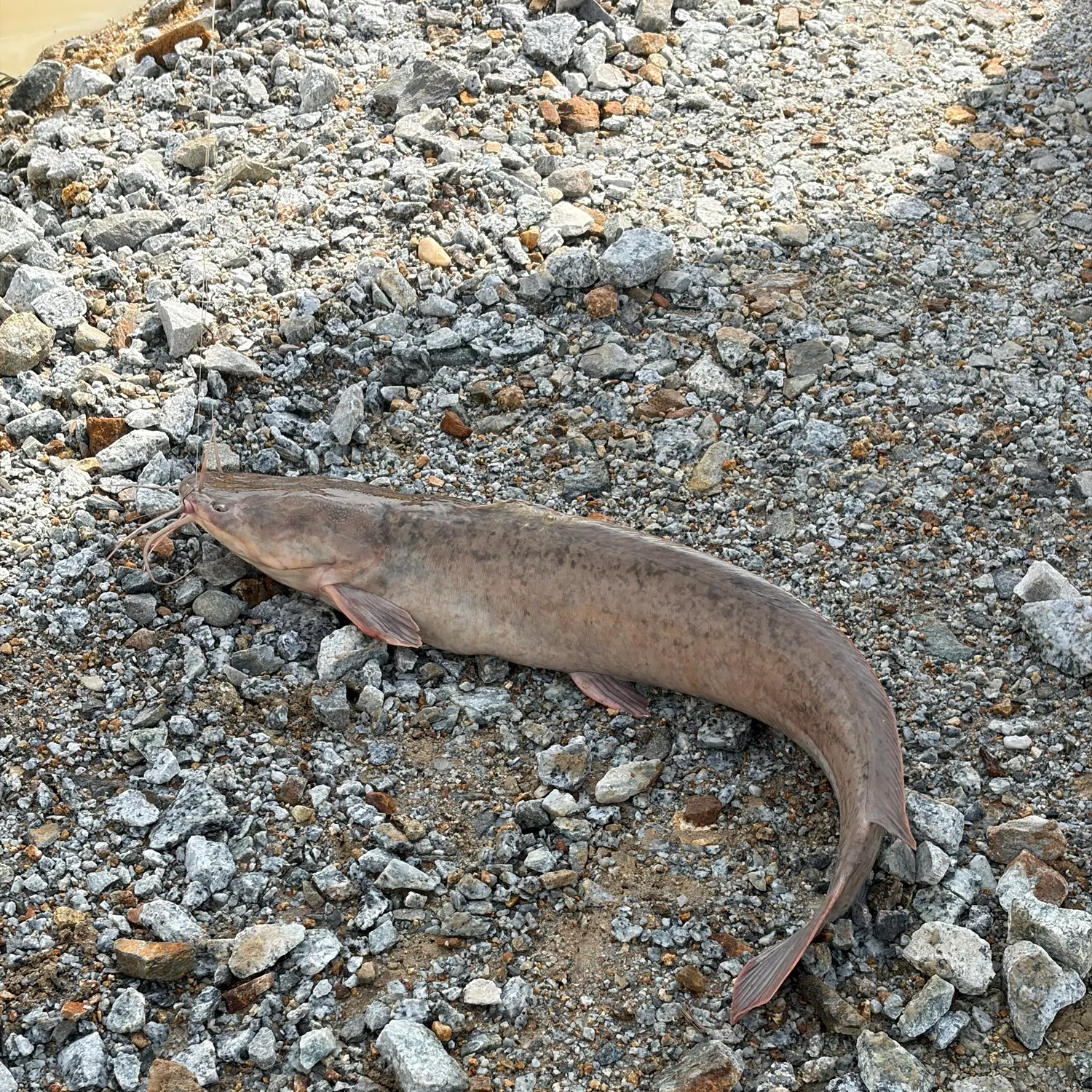 The most recent Indonesian snakehead catches on Fishbrain