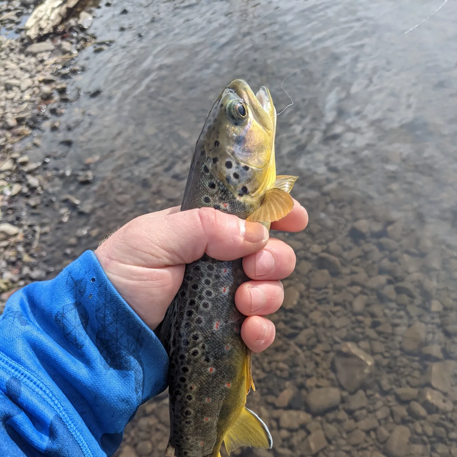 recently logged catches