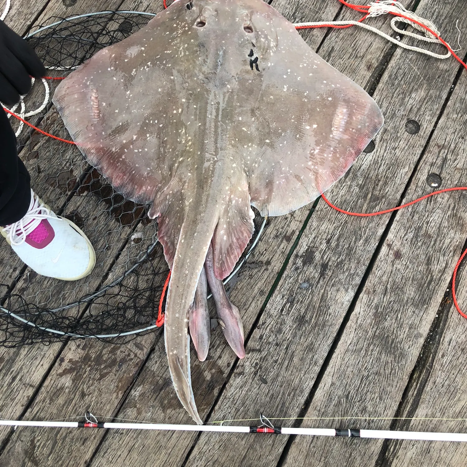 The most recent Thorntail stingray catches on Fishbrain