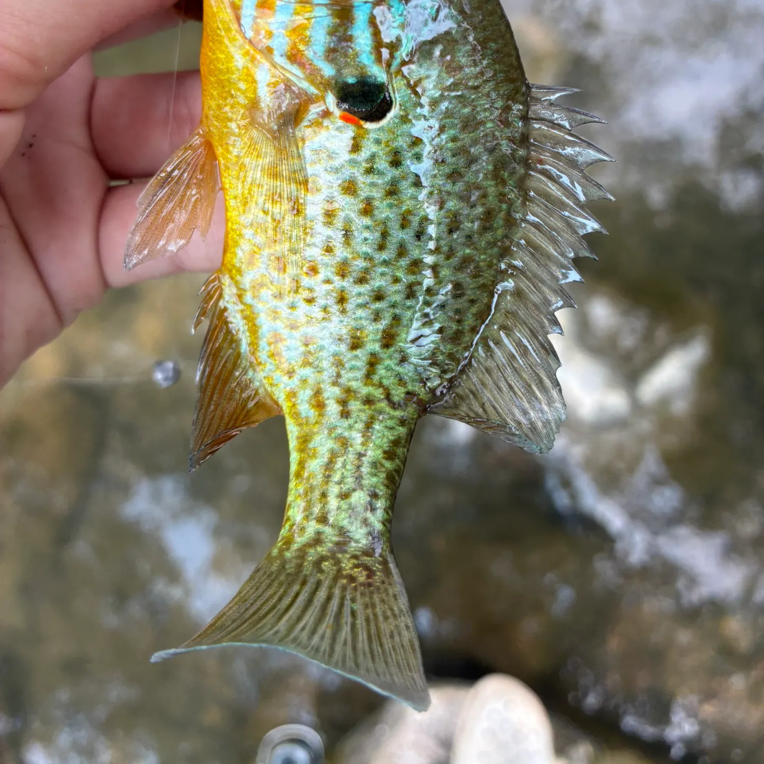 Pumpkinseed caught on Fishbrain