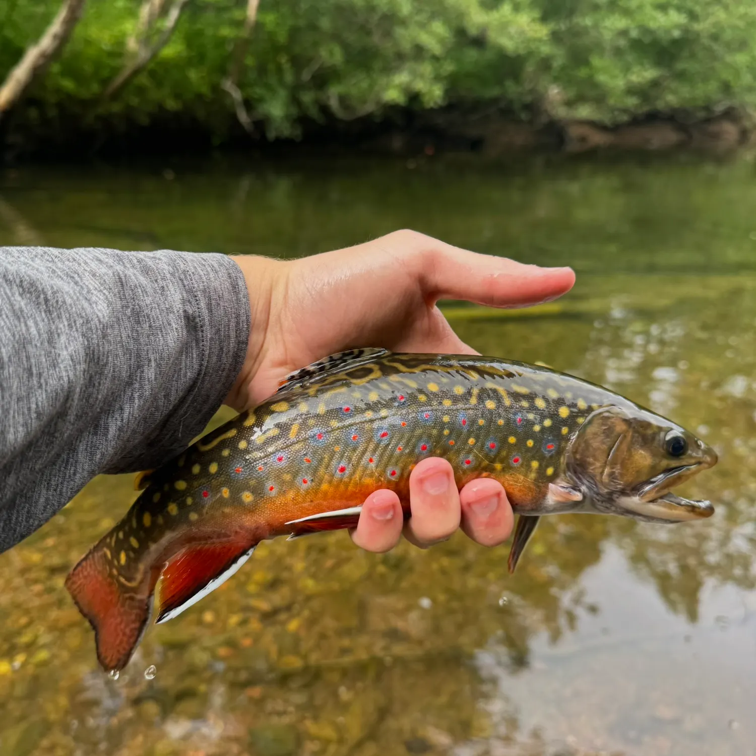 Brook trout caught on Fishbrain