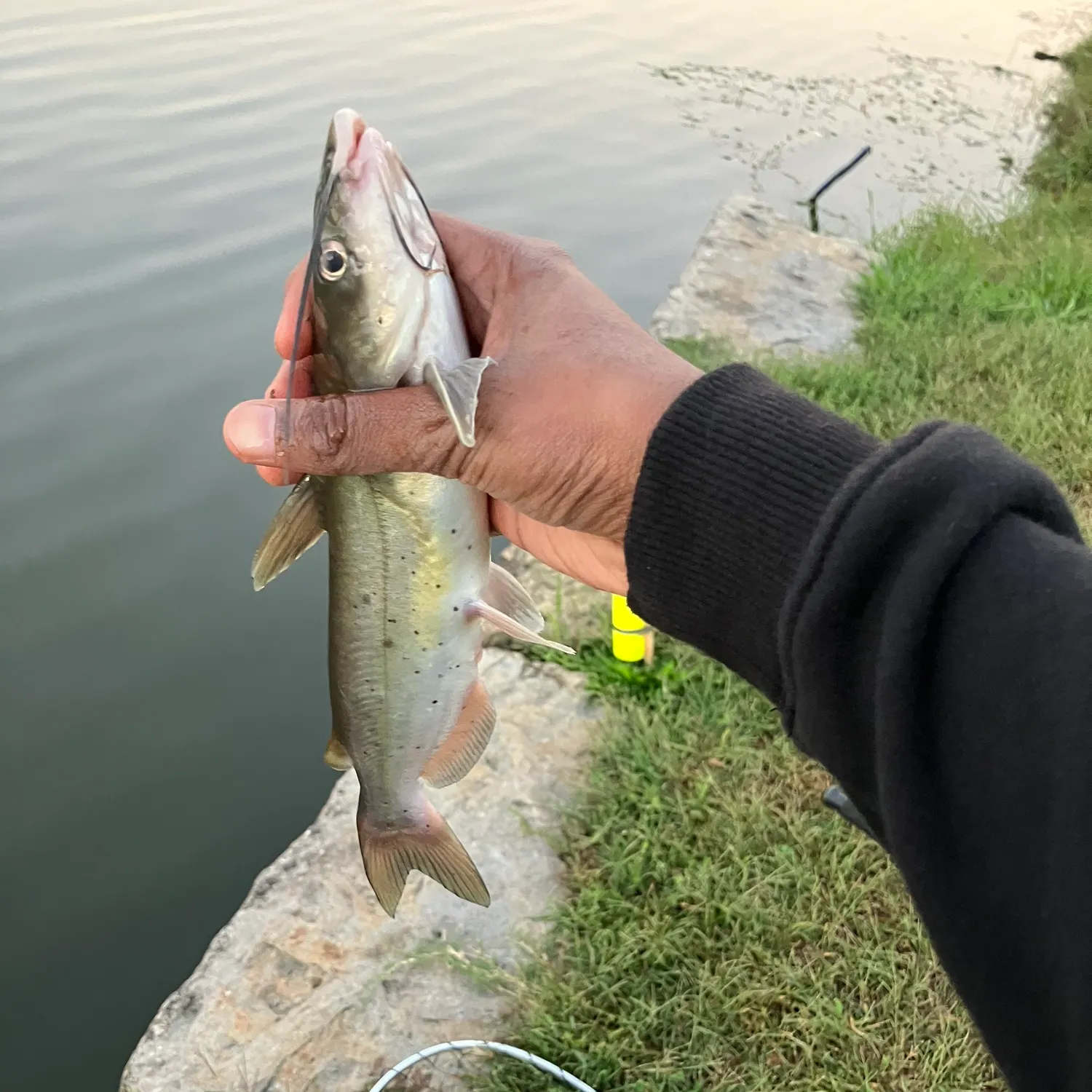 Channel catfish caught on Fishbrain