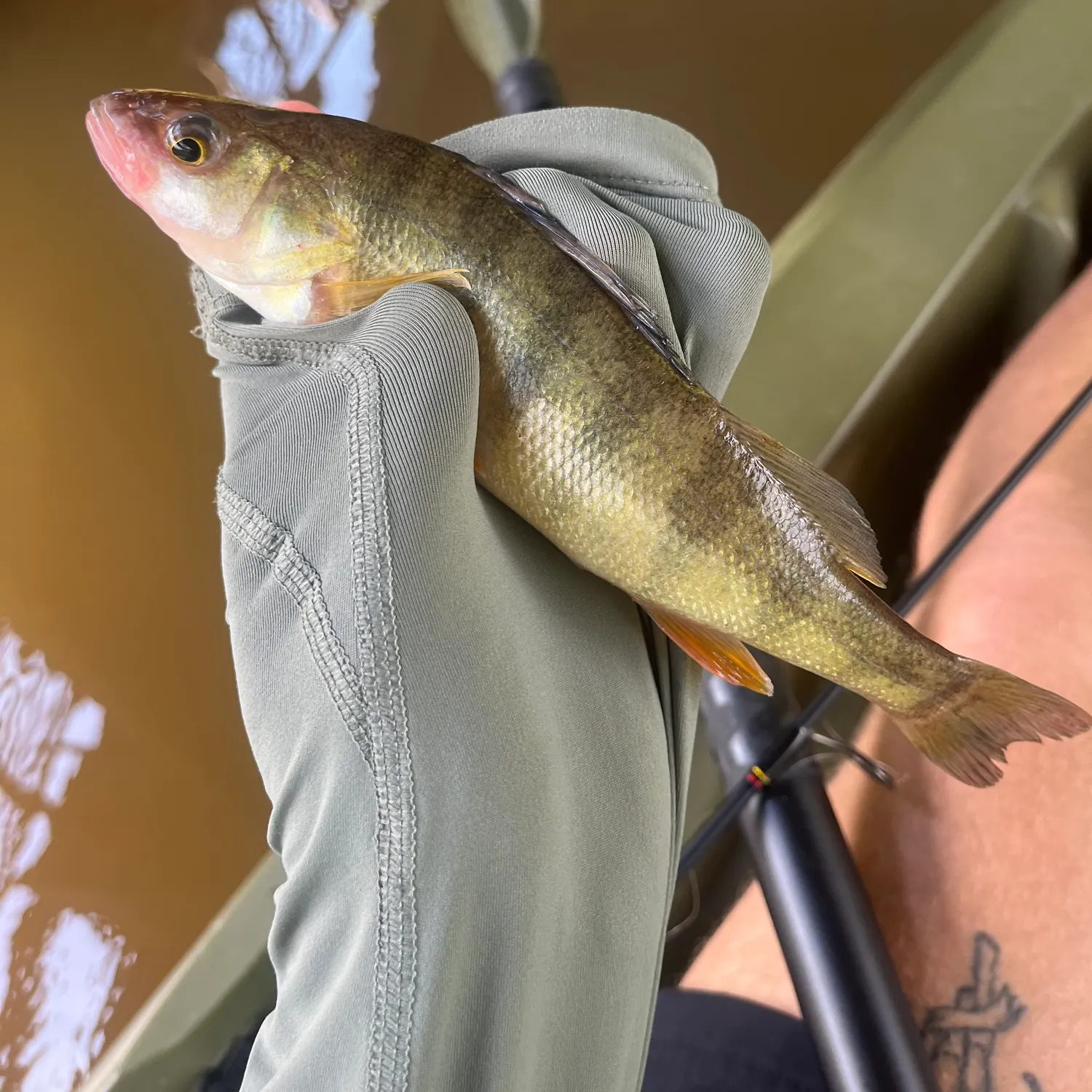 Yellow perch caught on Fishbrain