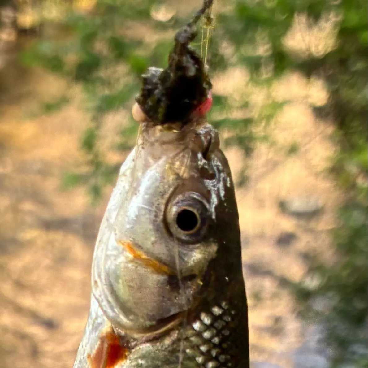 The most recent Italian riffle dace catches on Fishbrain