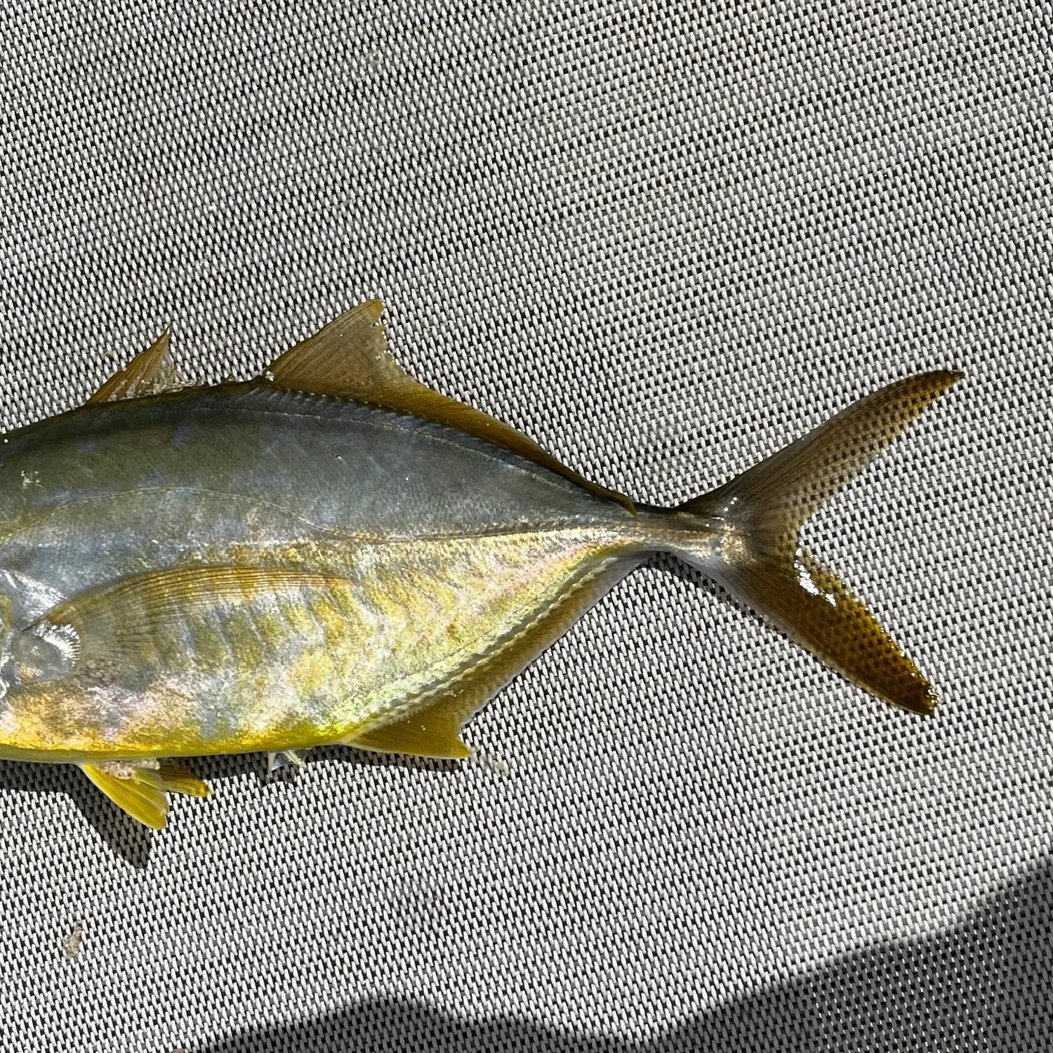 The most recent Yellow jack catches on Fishbrain