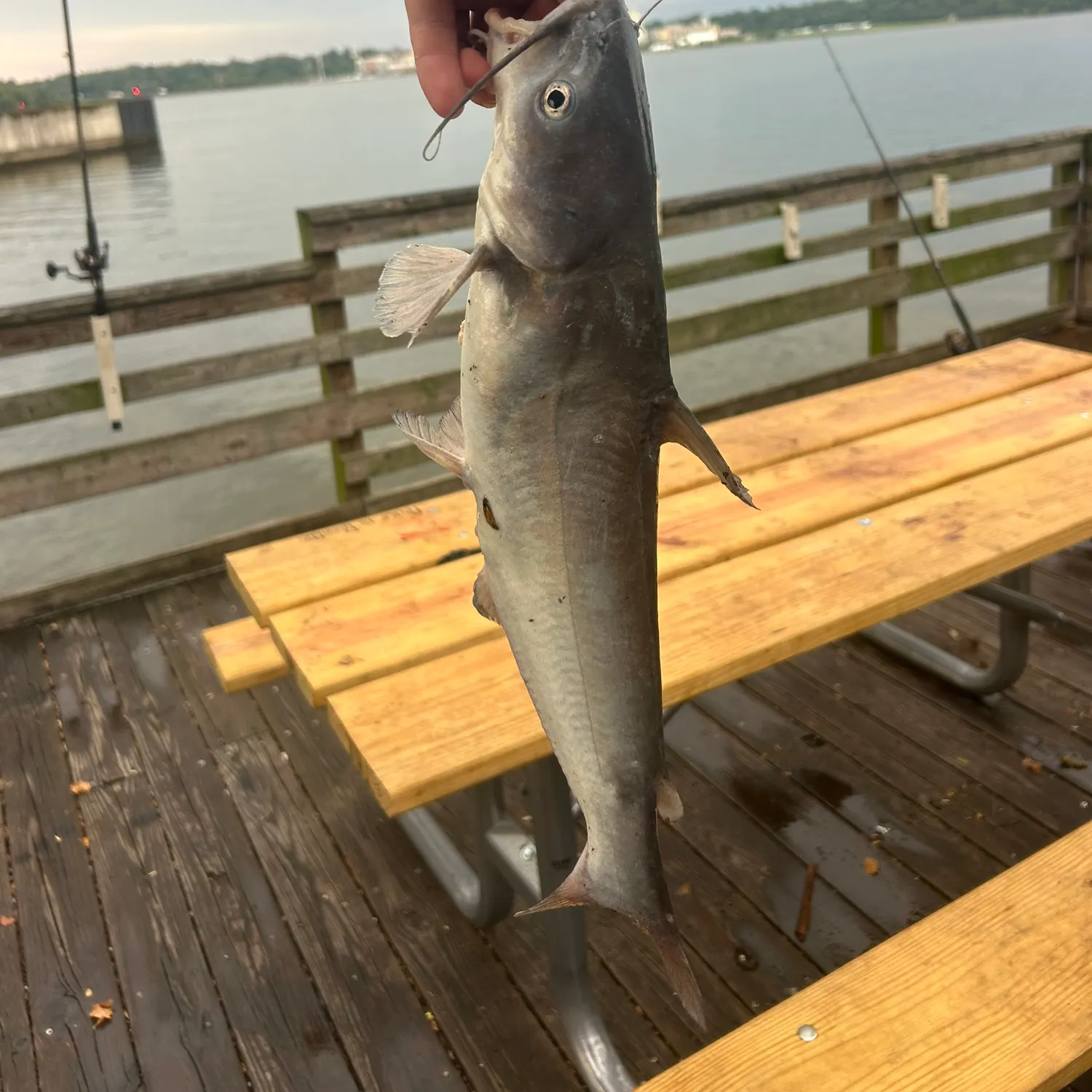 Blue catfish caught on Fishbrain