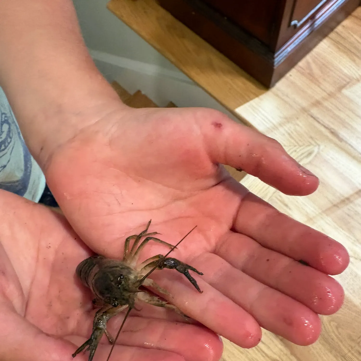 The most recent Allegheny crayfish catches on Fishbrain