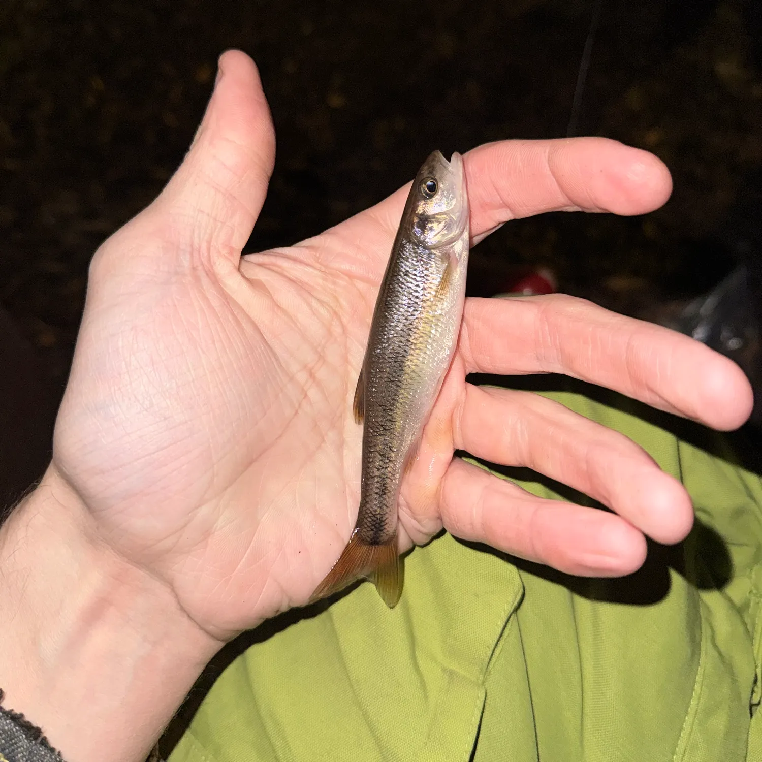 Creek chub caught on Fishbrain