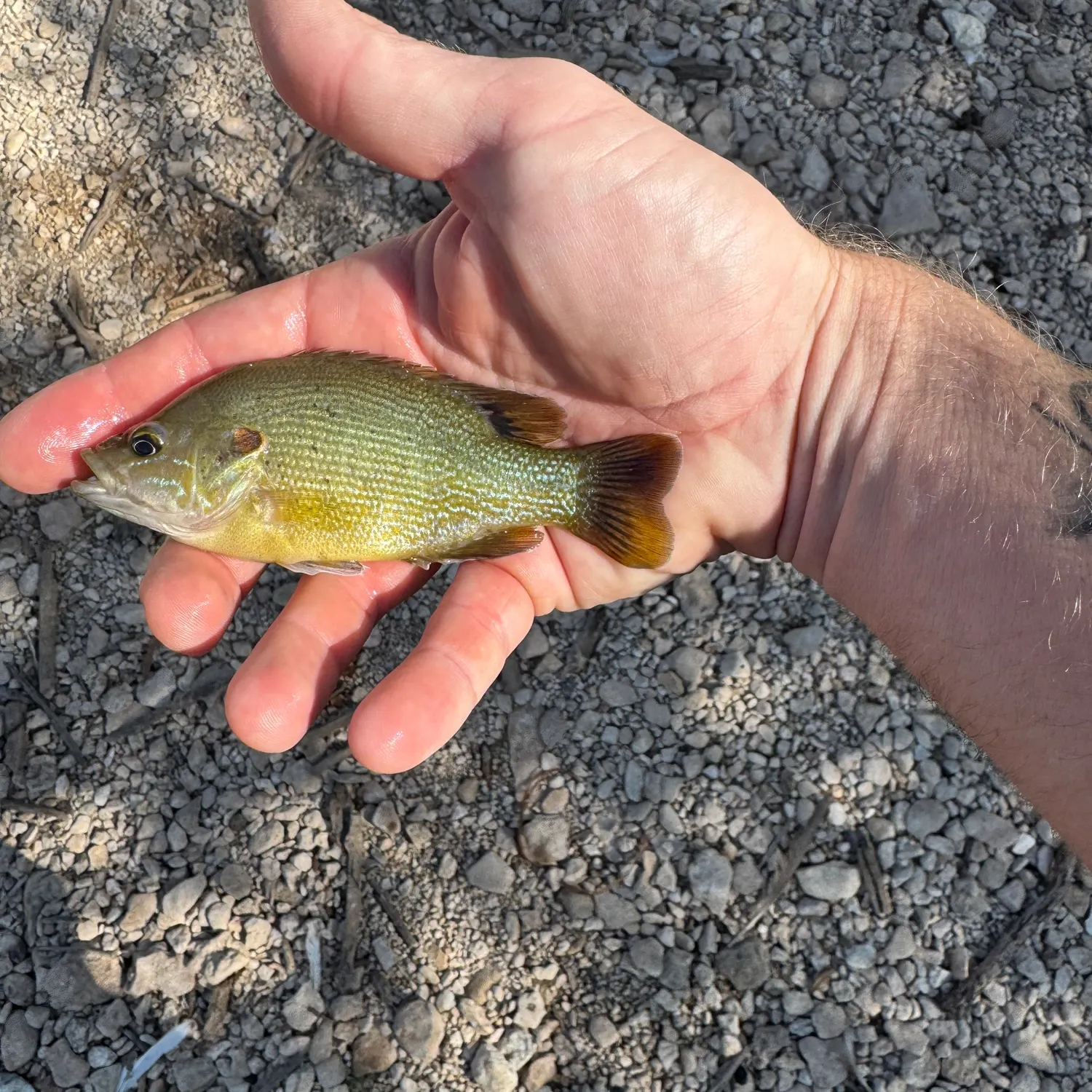 Green sunfish caught on Fishbrain