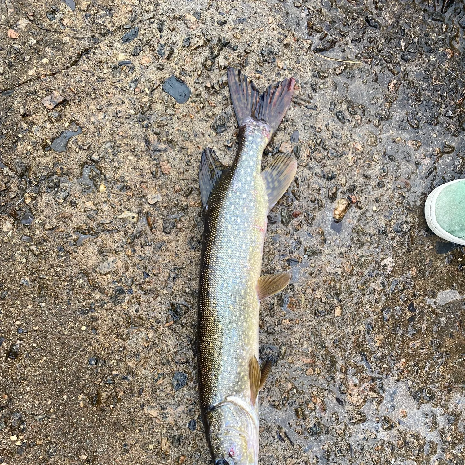 Northern pike caught on Fishbrain