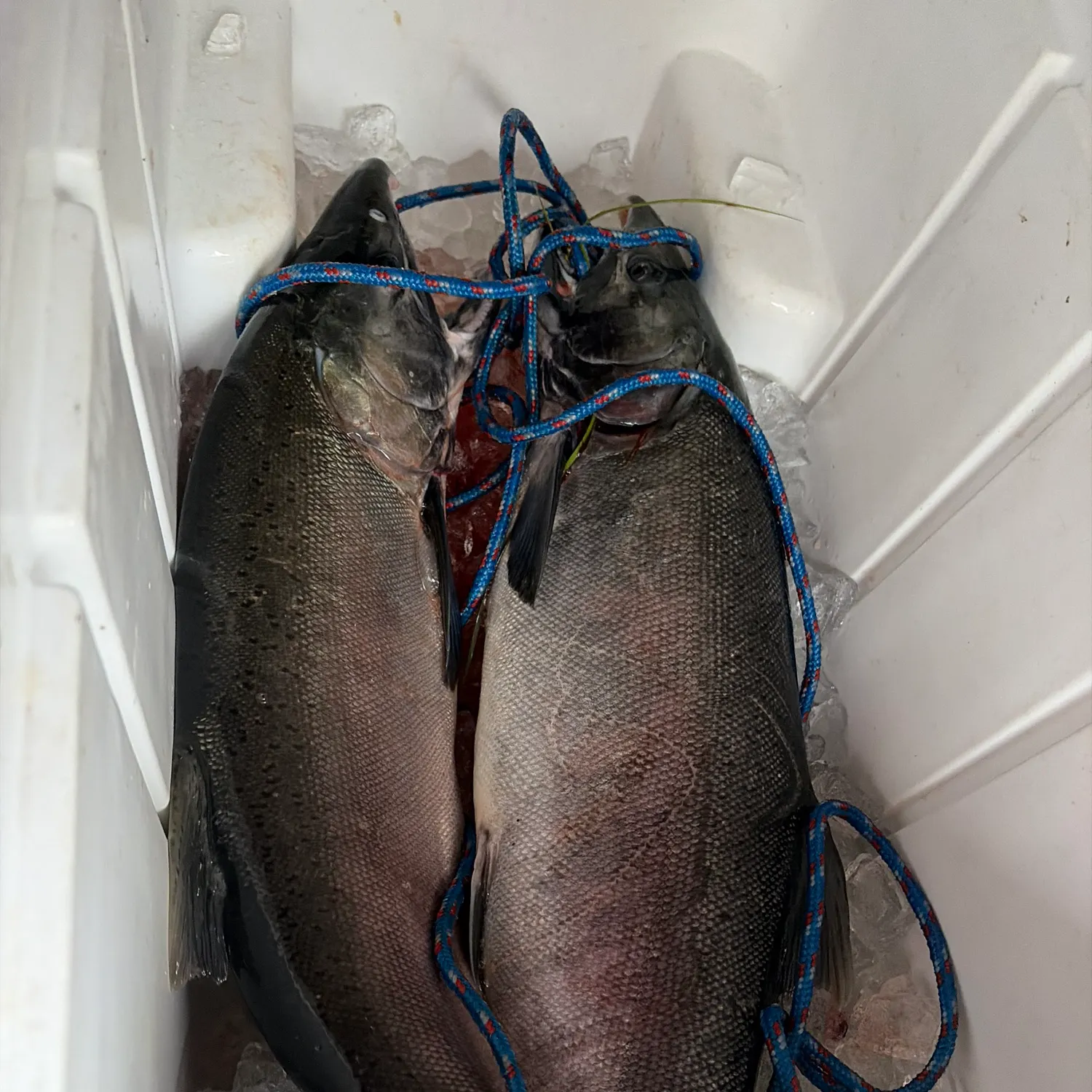 Coho salmon caught on Fishbrain