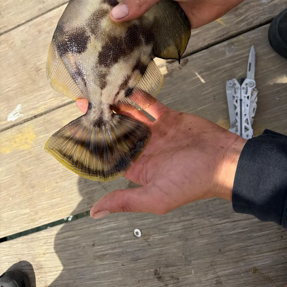 The most recent Fan-bellied leatherjacket catches on Fishbrain