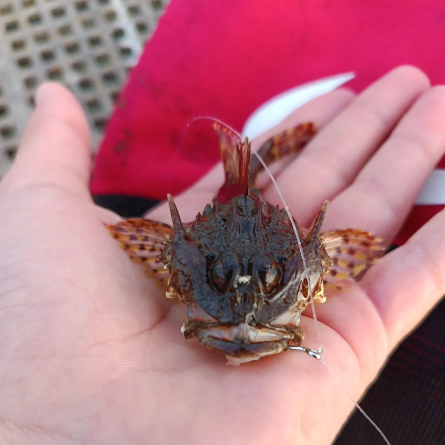 Longspined bullhead caught on Fishbrain