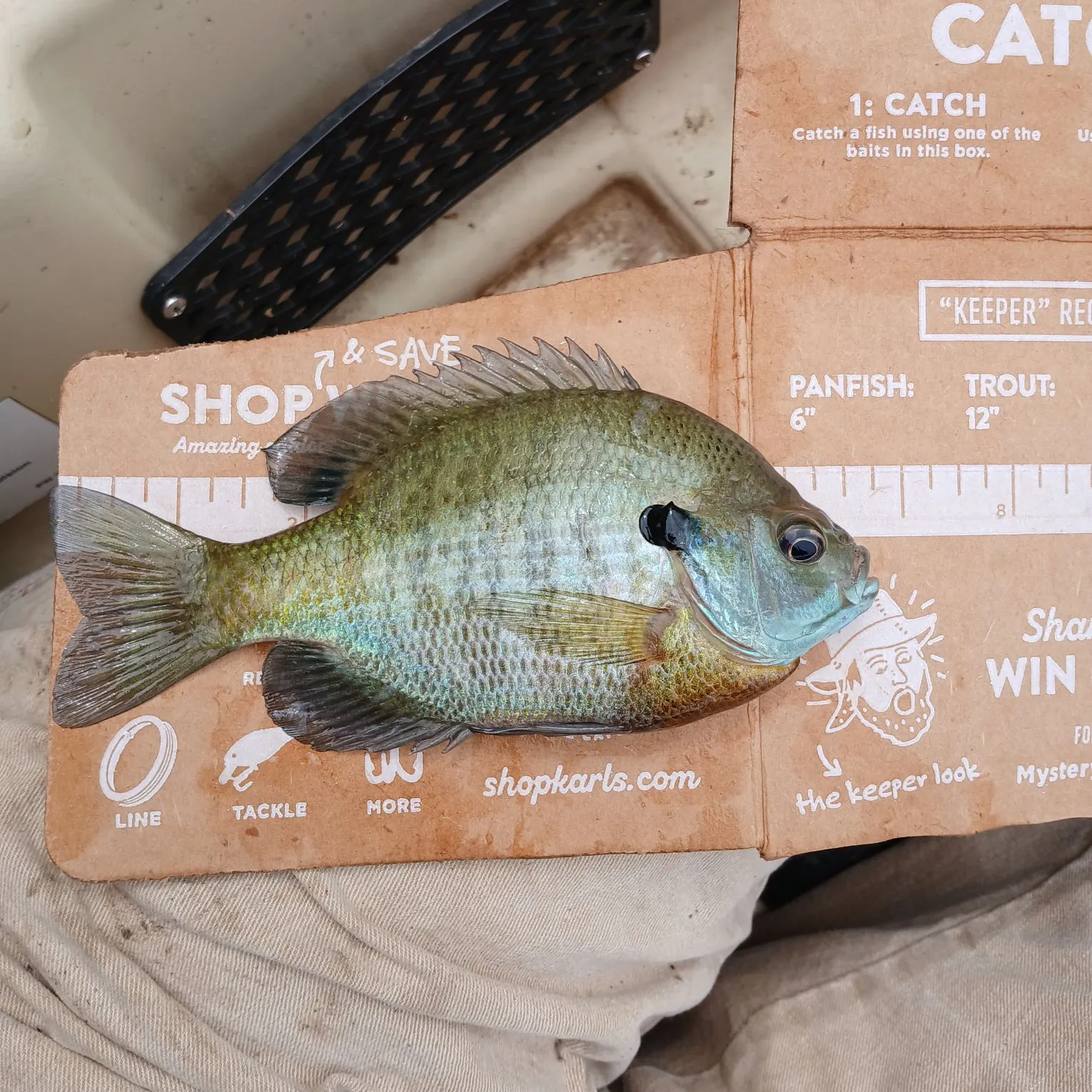 recently logged catches