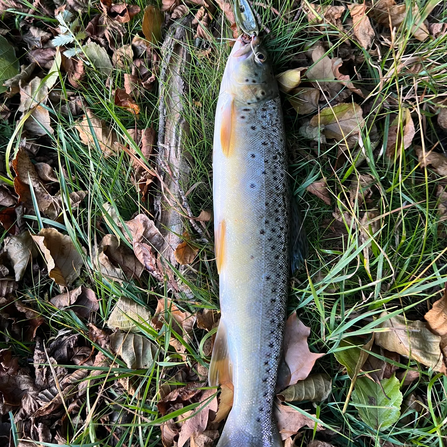 Spotted seatrout caught on Fishbrain