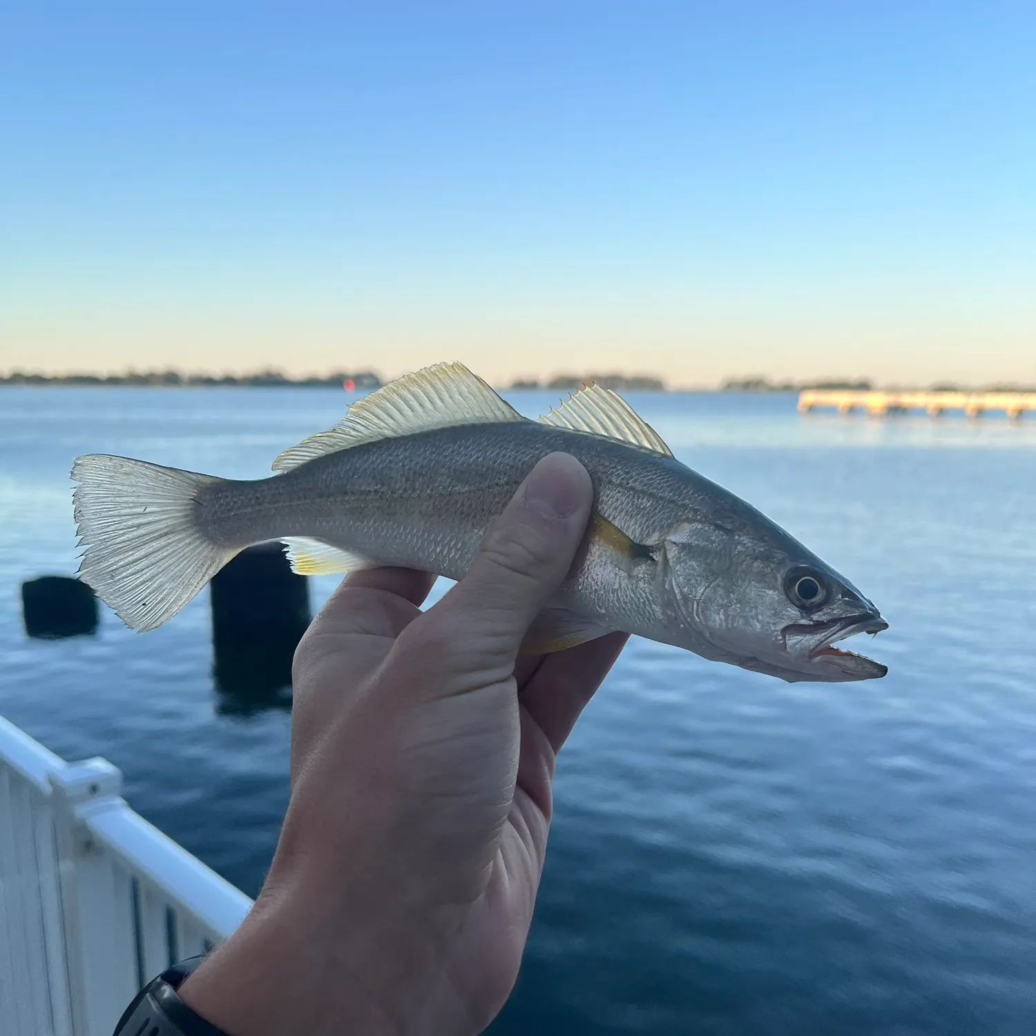 The most recent Sand seatrout catches on Fishbrain