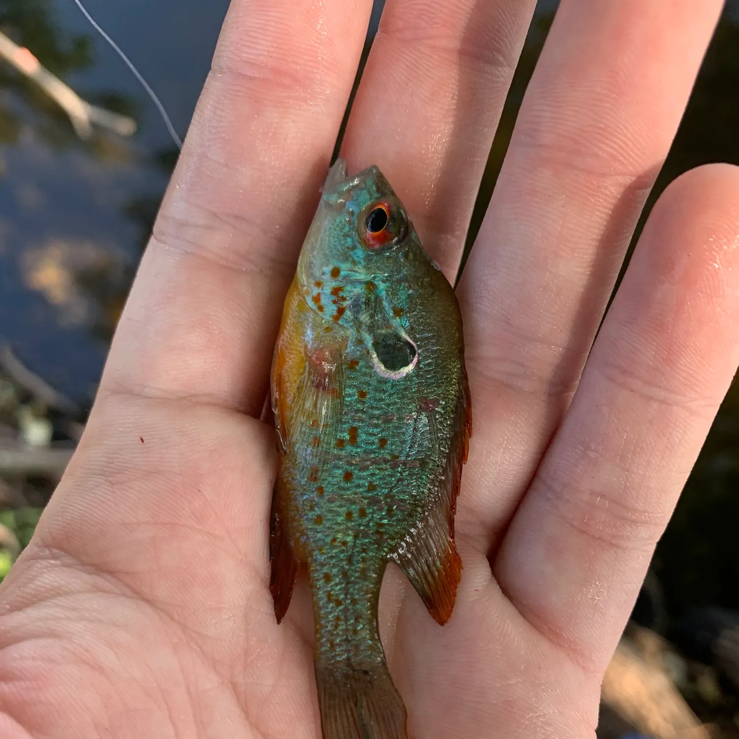 The most recent Orangespotted sunfish catches on Fishbrain