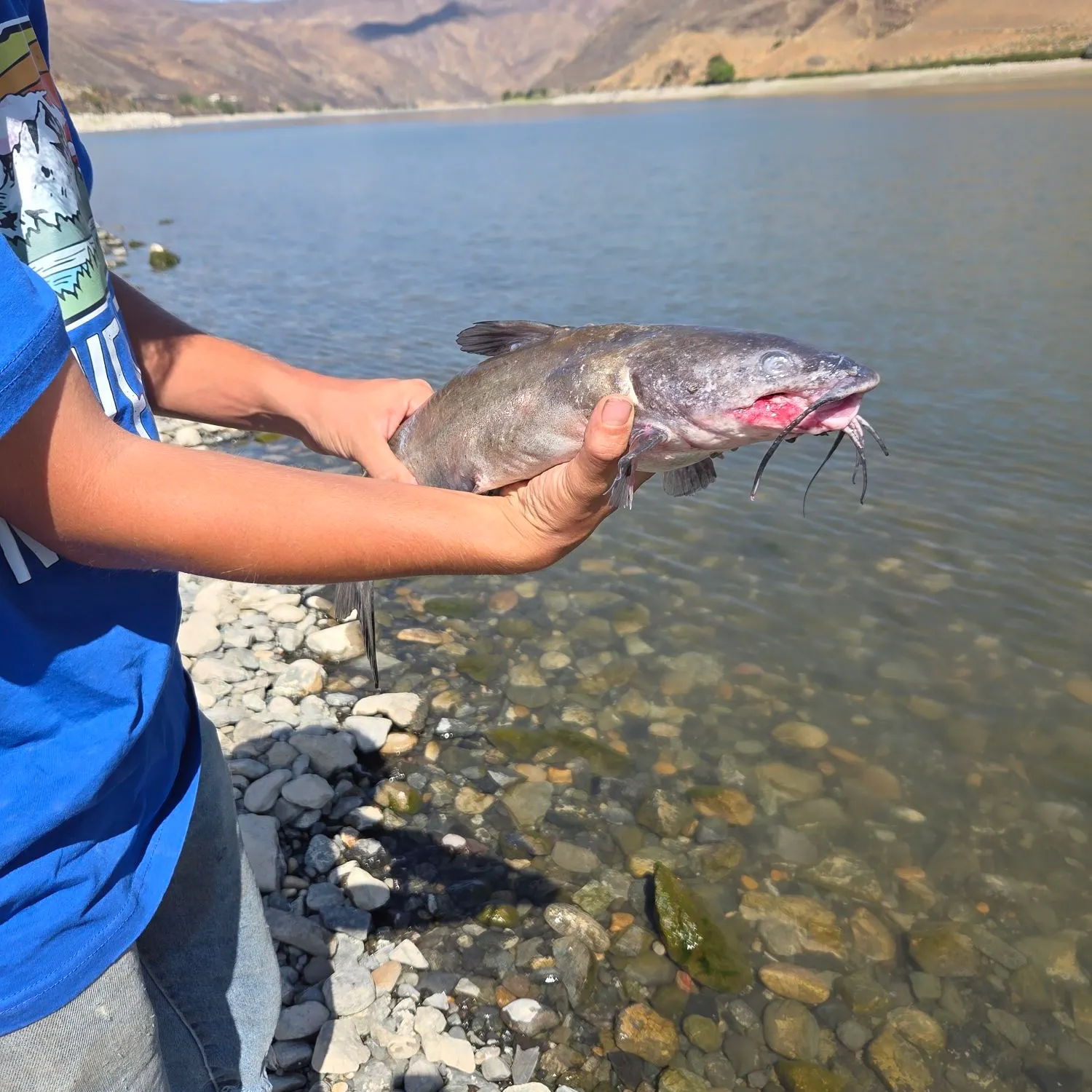 Fish caught on Fishbrain