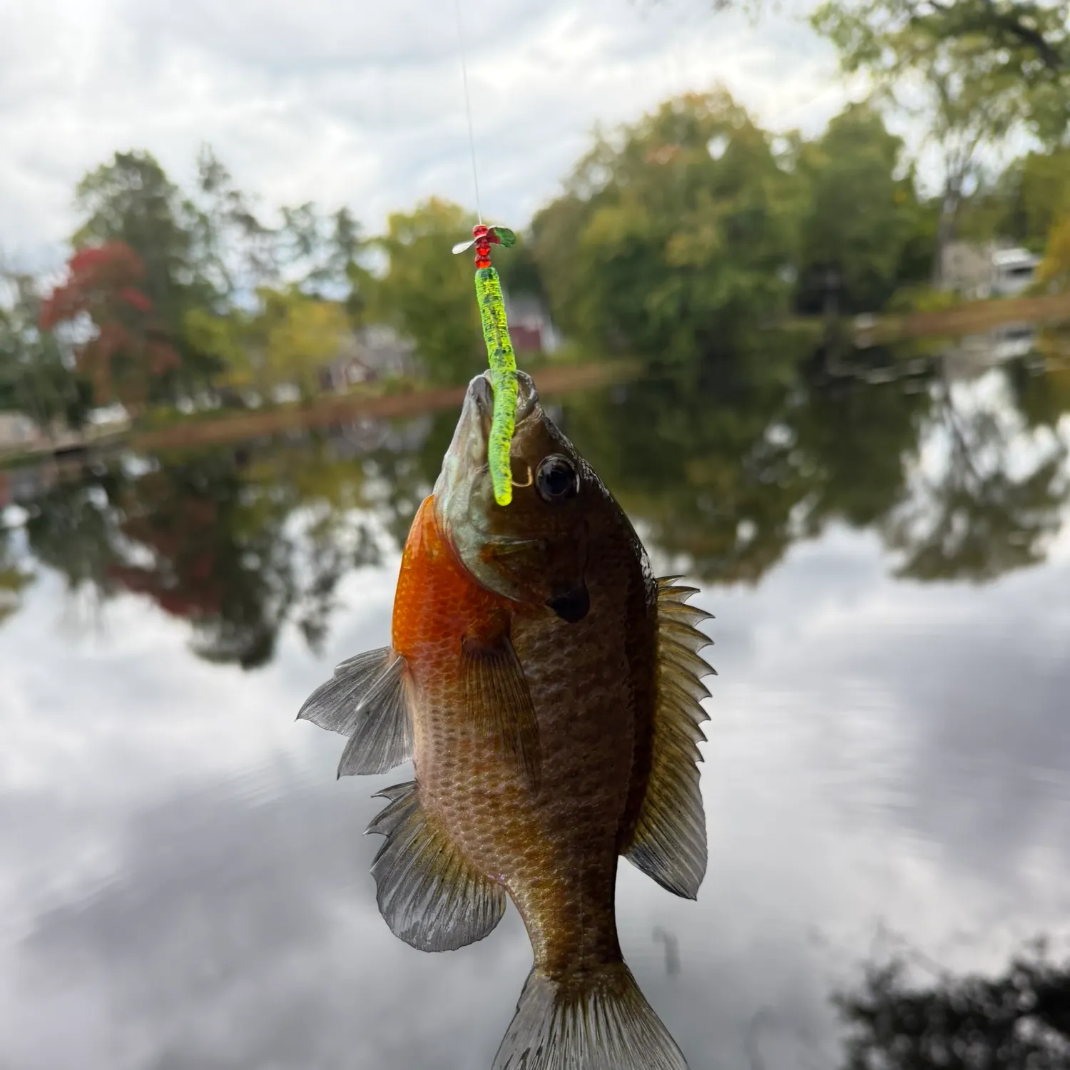 Bluegill caught on Fishbrain