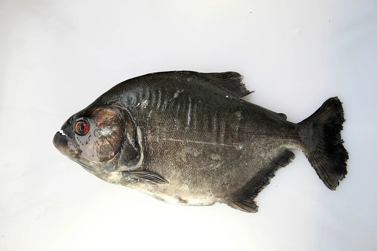 Redeye piranha