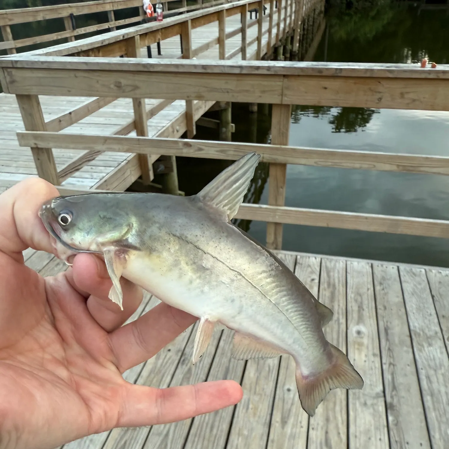 White bullhead caught on Fishbrain