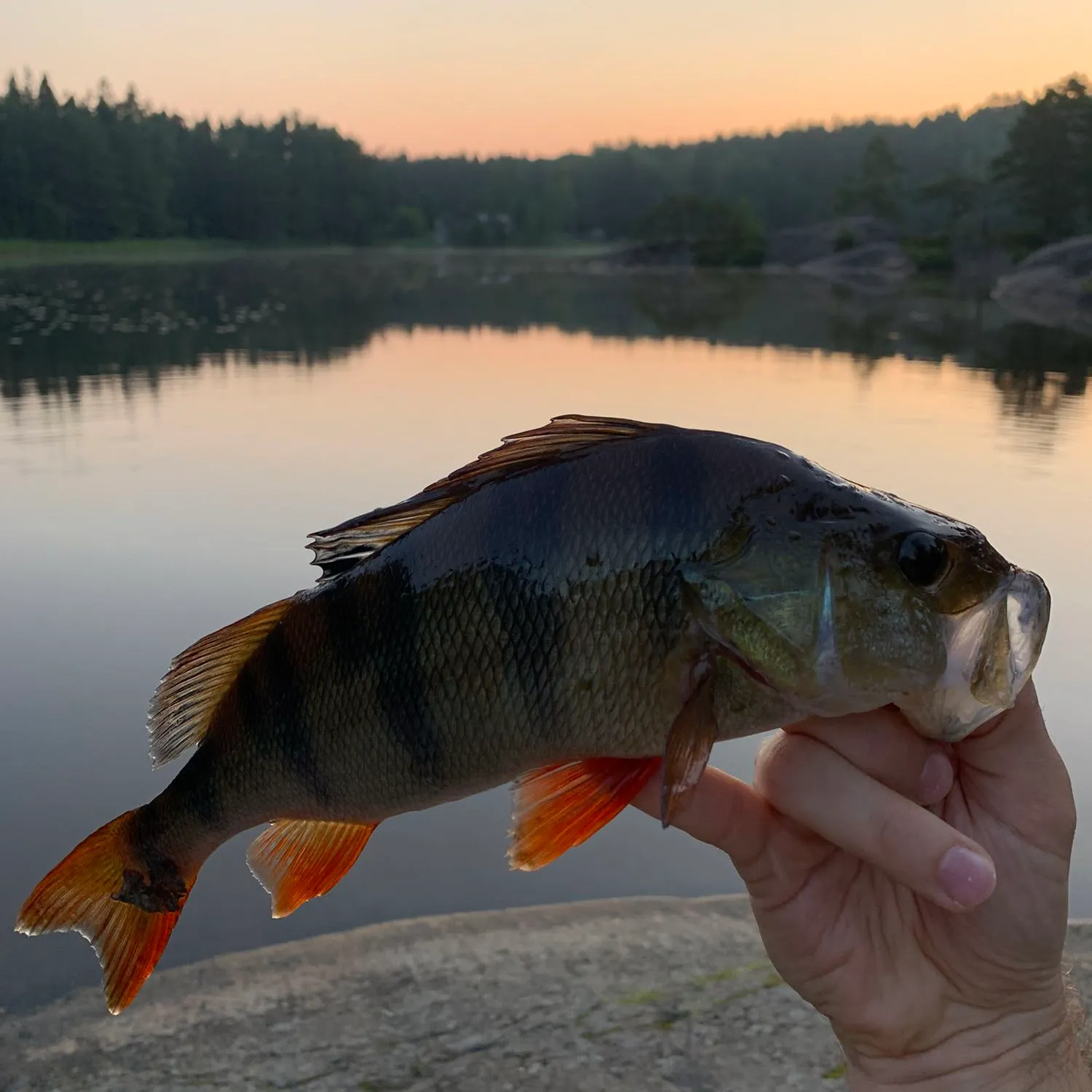 European perch caught on Fishbrain