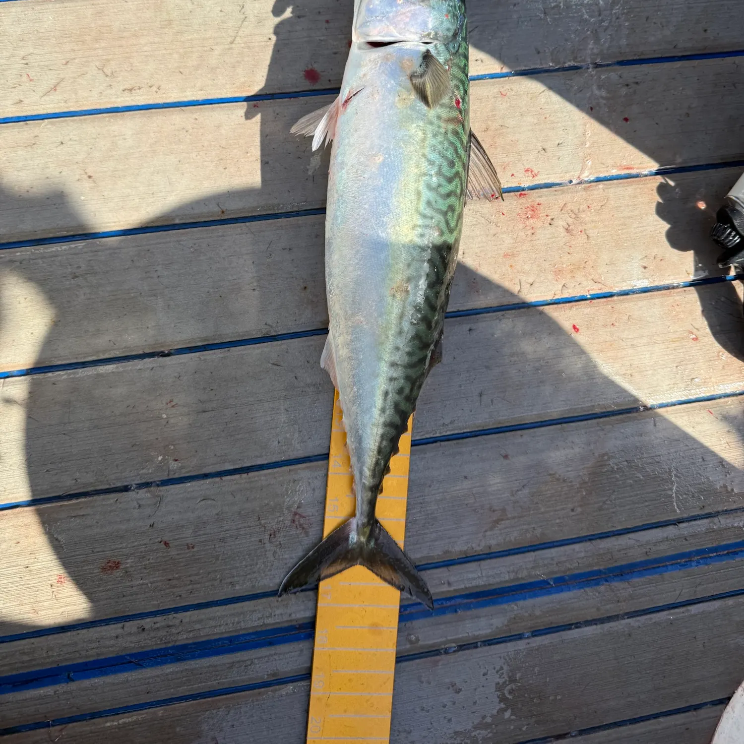 Pacific chub mackerel caught on Fishbrain