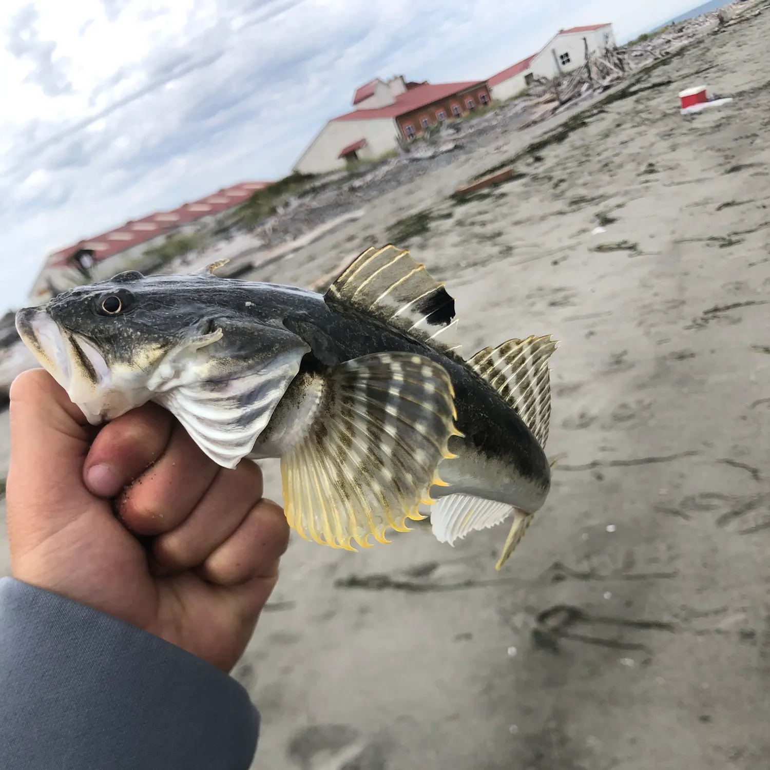 The most popular recent Longspined bullhead catch on Fishbrain