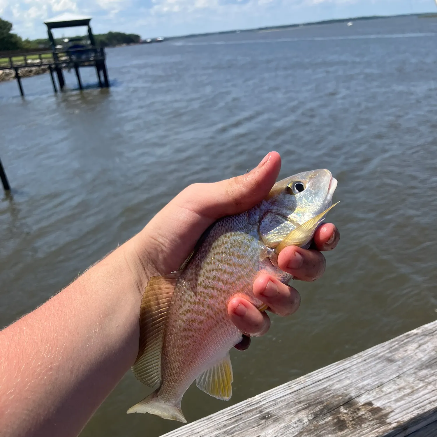 The most recent Atlantic croaker catches on Fishbrain