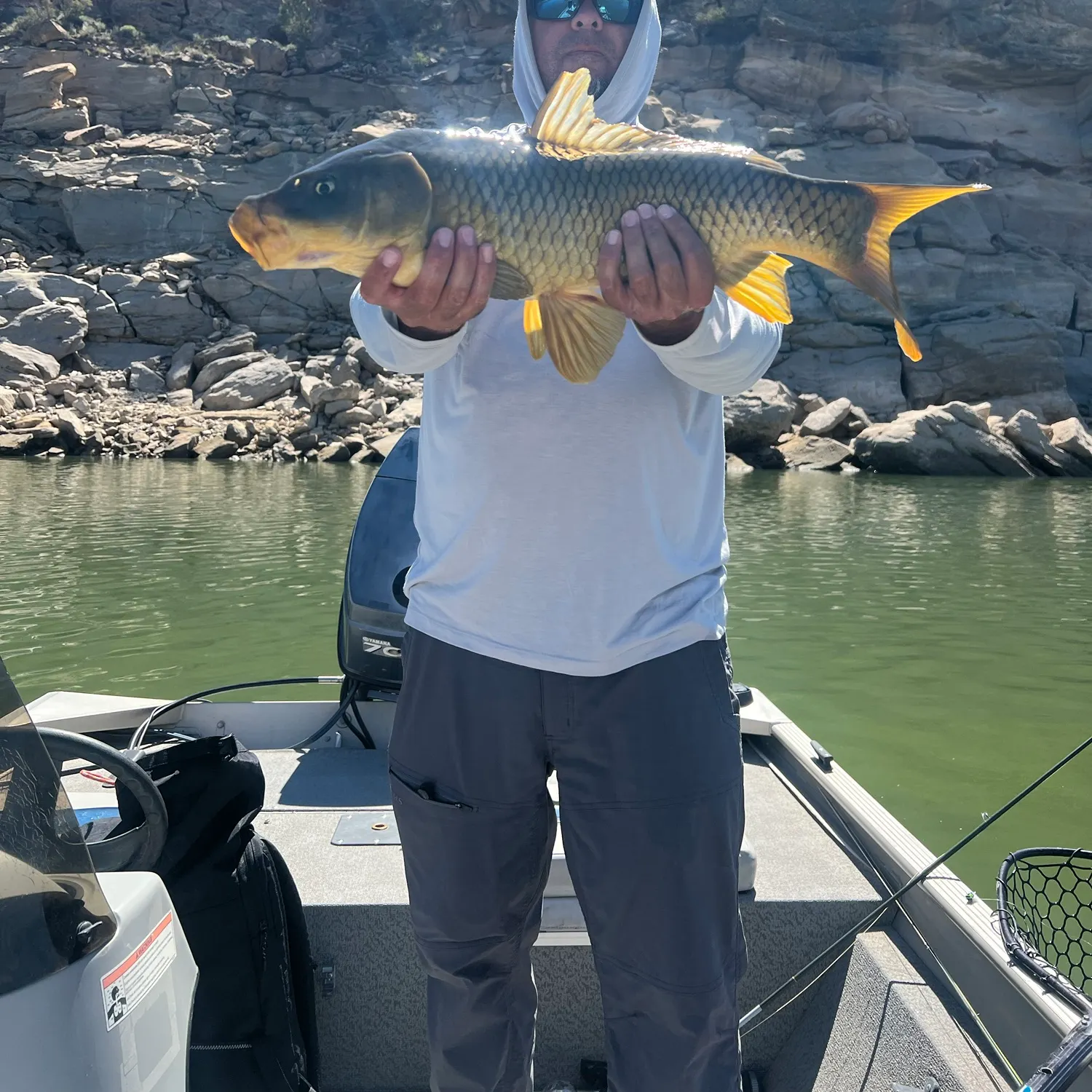 Common carp caught on Fishbrain