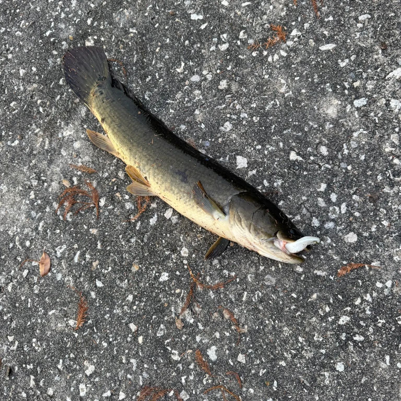 The most recent Ruddy bowfin catches on Fishbrain