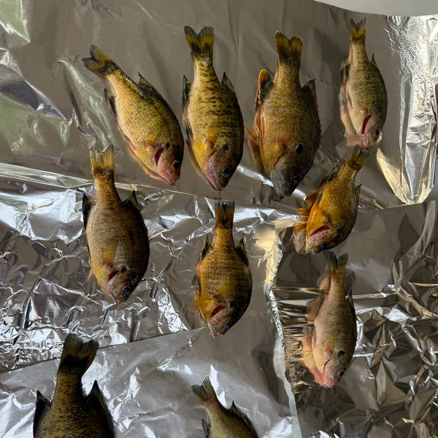 recently logged catches