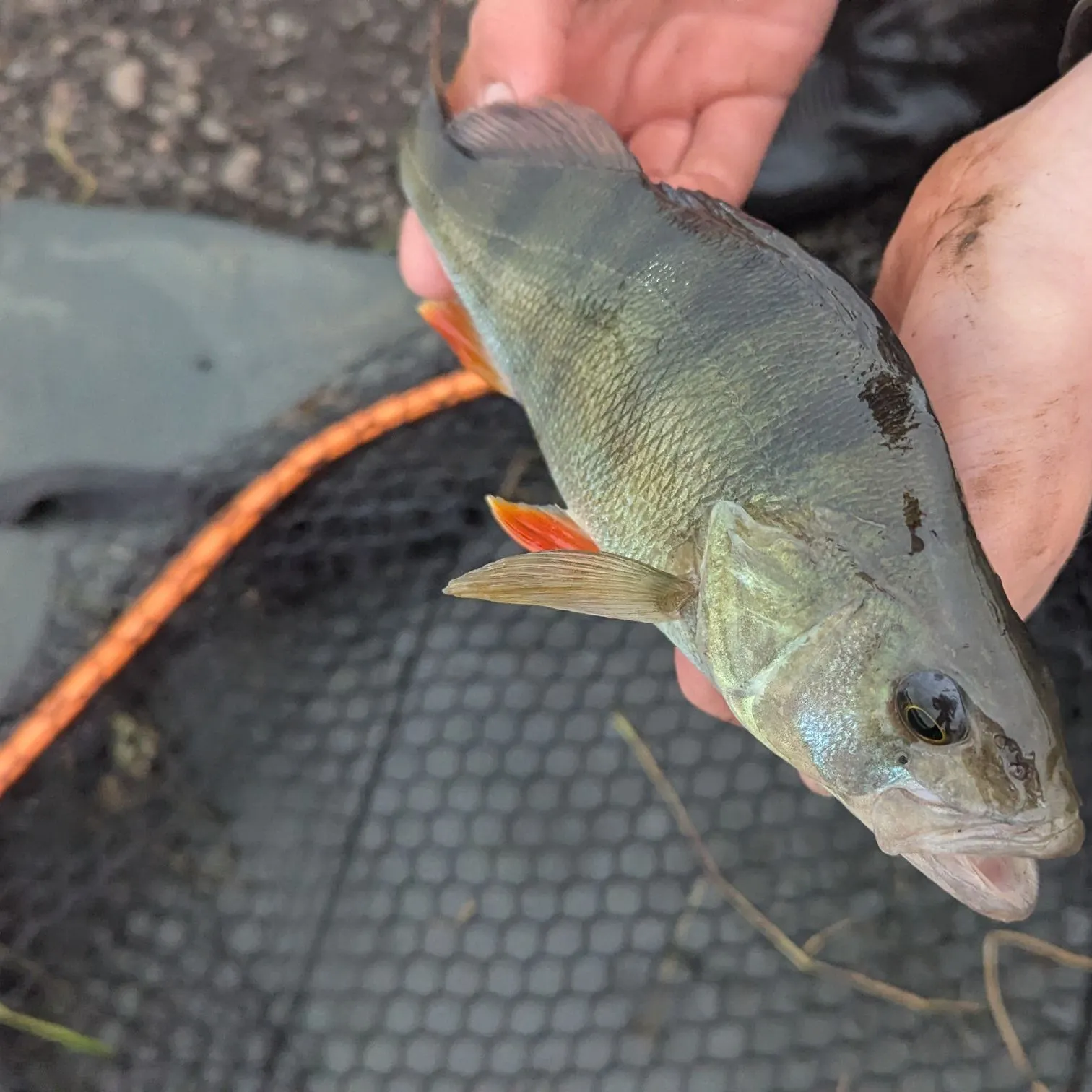 European perch caught on Fishbrain