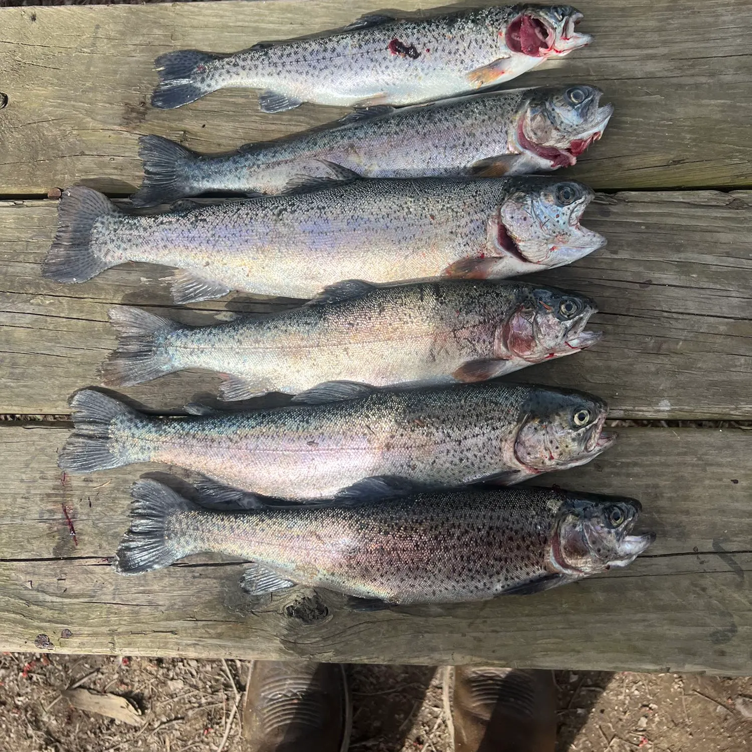 recently logged catches